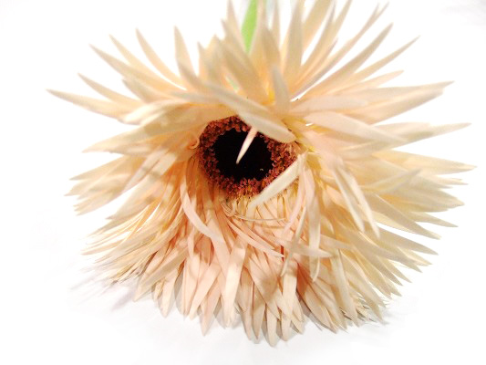 ガーベラ クリーム　スプリング 秀２Ｌ (ピンク)