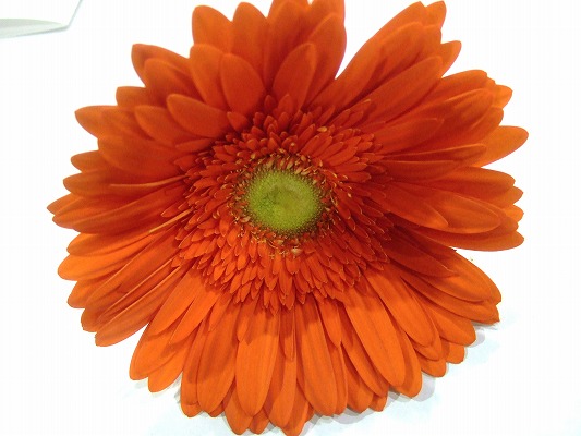 ガーベラ アトランタ ２Ｌ (オレンジ)