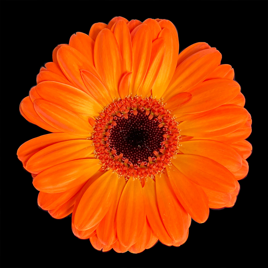 ガーベラ　ミニ バウンス 60ｃｍ (オレンジ)