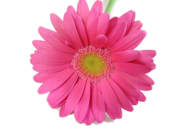 ガーベラ　ミニ エオス 秀２Ｌ (濃ピンク)