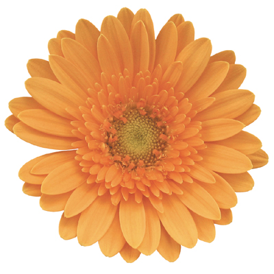 ガーベラ　ミニ ギャラクシ－ Ｌ (オレンジ)