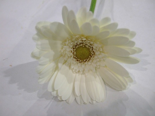 ガーベラ　ミニ シャルドネケーキ　（Ｗ ２Ｌ (白)