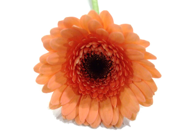 ガーベラ　ミニ クッキース＆クリーム 50ｃｍ (その他)