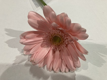 ガーベラ　ミニ サクラモチ 6-  70 (淡ピンク)