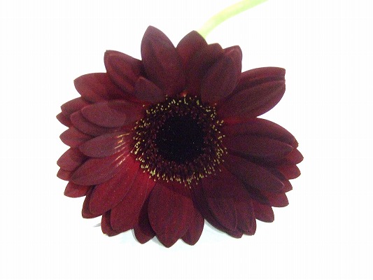 ガーベラ　ミニ ダスク　（Ｂ／Ｒ 秀２Ｌ (赤)