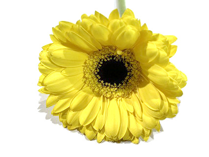 ガーベラ　ミニ レオナルド　（Ｂ／Ｙ 2L (黄色)