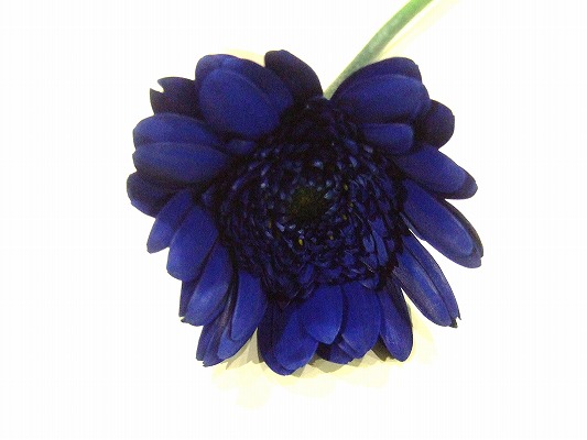 ガーベラ　ミニ ロイヤルブルー 2L (青)