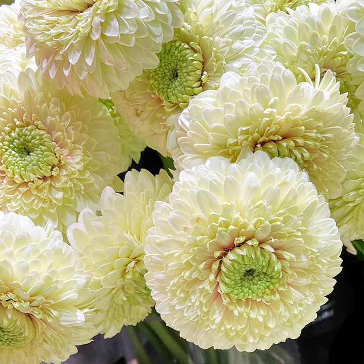 ガーベラ　ミニ ボレロディビディビ  (複色)