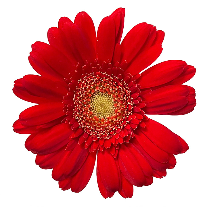 ガーベラ ミニ　レッド　L 推奨産地【予約メニュー】