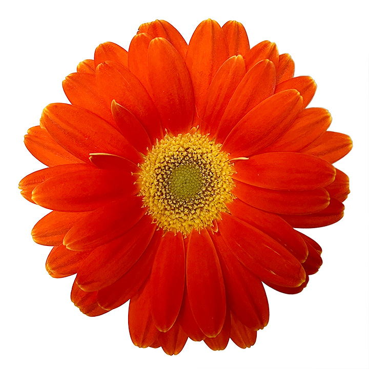 ガーベラ ミニ　オレンジ　L 推奨産地【予約メニュー】