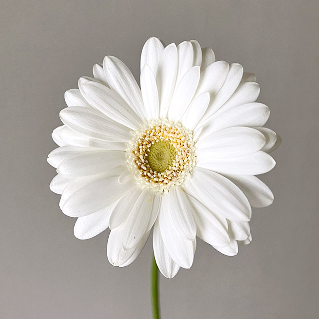 ガーベラ　ミニ　ホワイト  L 推奨産地