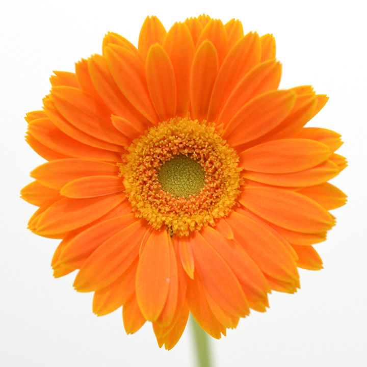 ガーベラ　ミニ　オレンジ  L 推奨産地