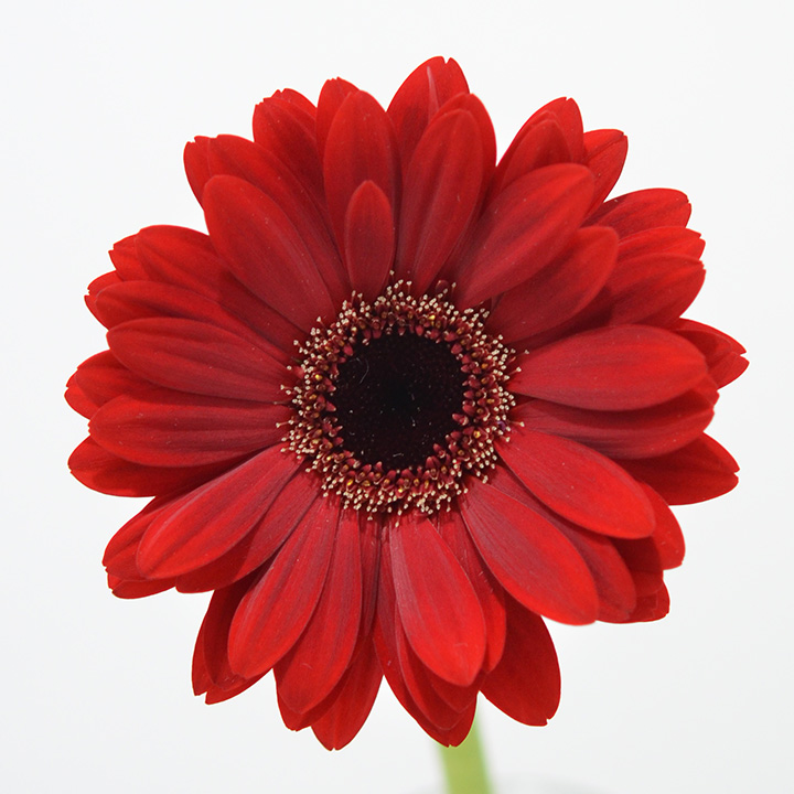 ガーベラ　ミニ　レッド芯黒  L 推奨産地