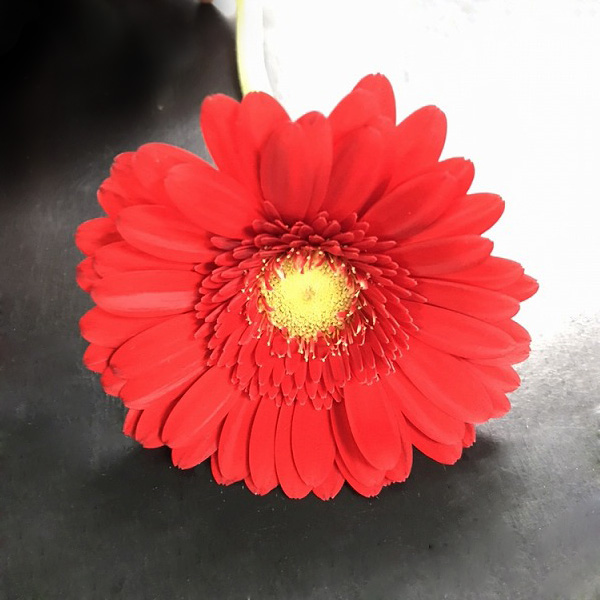 ガーベラ　ミニ ＞ケチャップ　（Ｒ）  (赤)