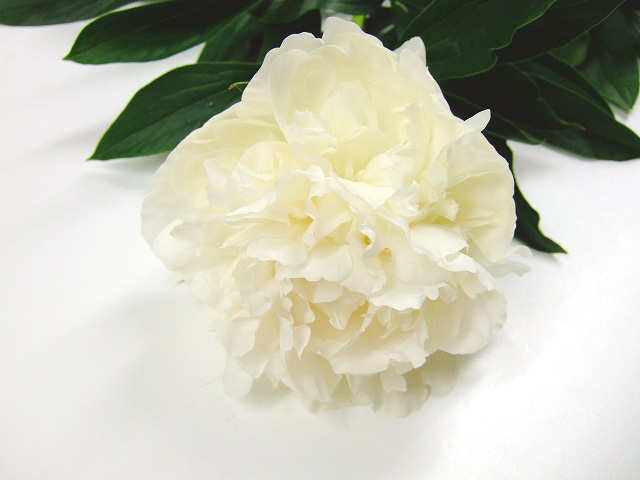 シャクヤク ミヤマノユキ 特 (白)