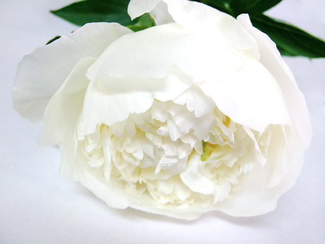 シャクヤク ユニバ－スタ－ 特80CM (白)