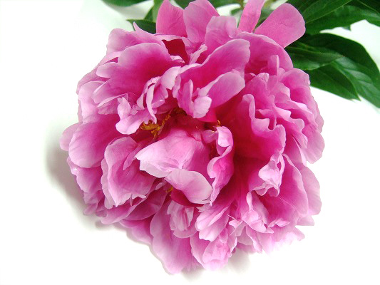 シャクヤク プリンセスロ－ズ 4/22まで　1　　秀70CM (ピンク)