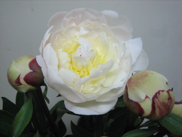 シャクヤク ラテンドレス 4/22まで　1　　秀Ｌ (白)