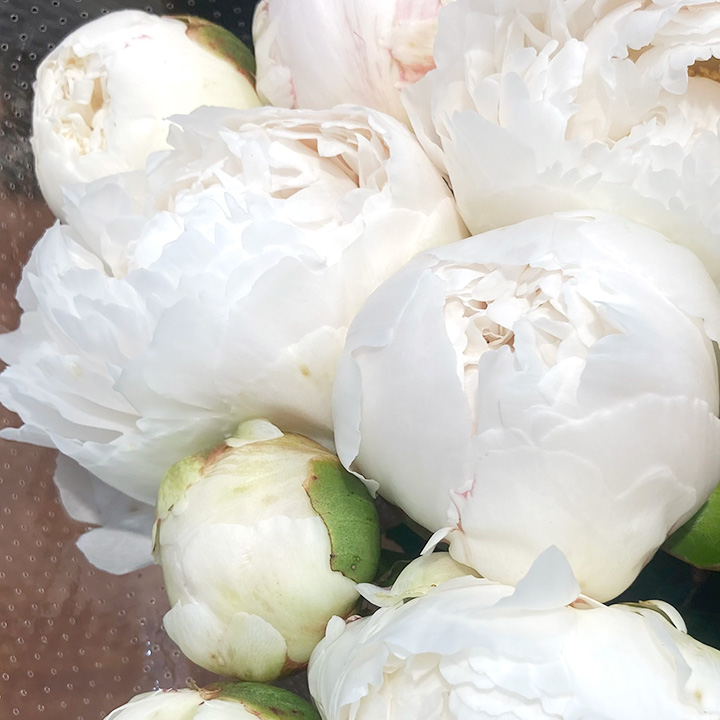 シャクヤク　芍薬 ホワイト　L 推奨産地【予約メニュー】