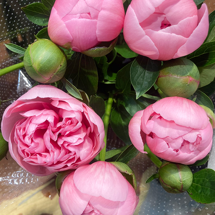 シャクヤク　芍薬 コーラルチャーム　L 推奨産地【予約メニュー】