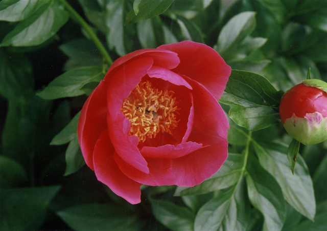 シャクヤク ポ－ラフェイ 50CM (赤)