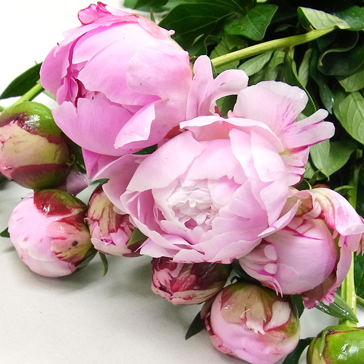 芍薬　ライトピンク  L 推奨産地