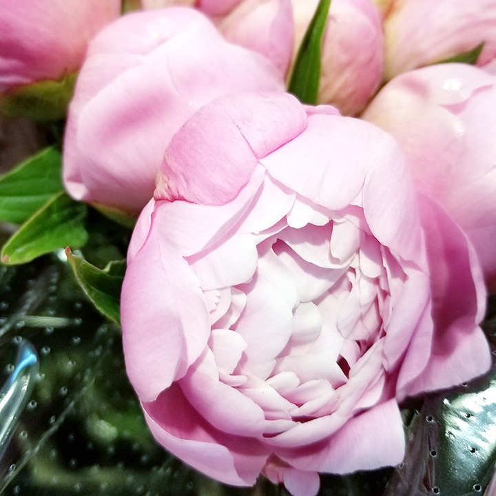 シャクヤク　芍薬 ライトピンク　L 推奨産地【予約メニュー】