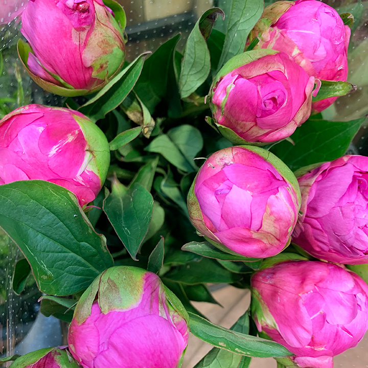 シャクヤク　芍薬 ダークピンク　L 推奨産地【予約メニュー】