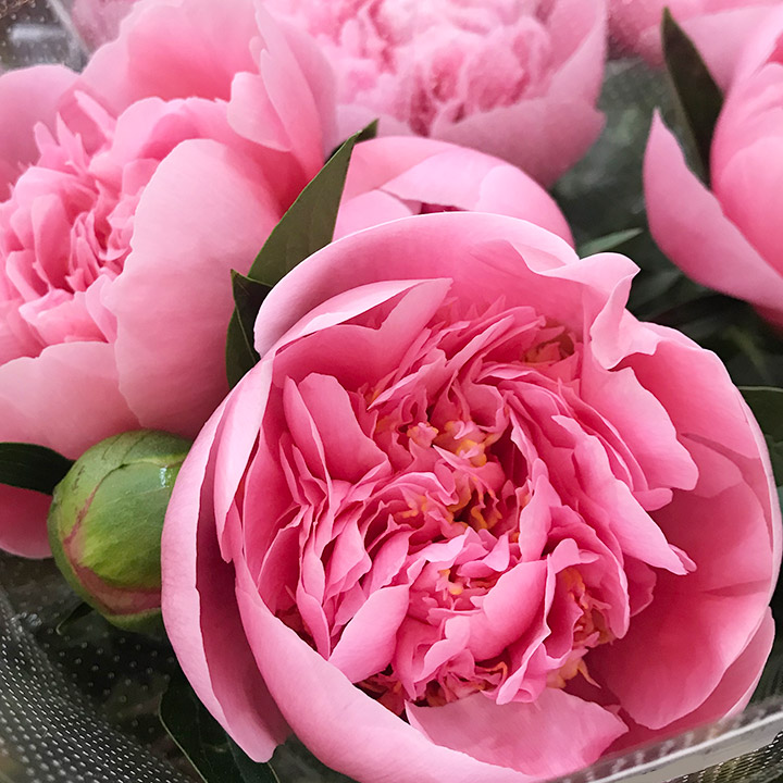 シャクヤク エツチドサ－モン 5-  65 (サーモンピンク)