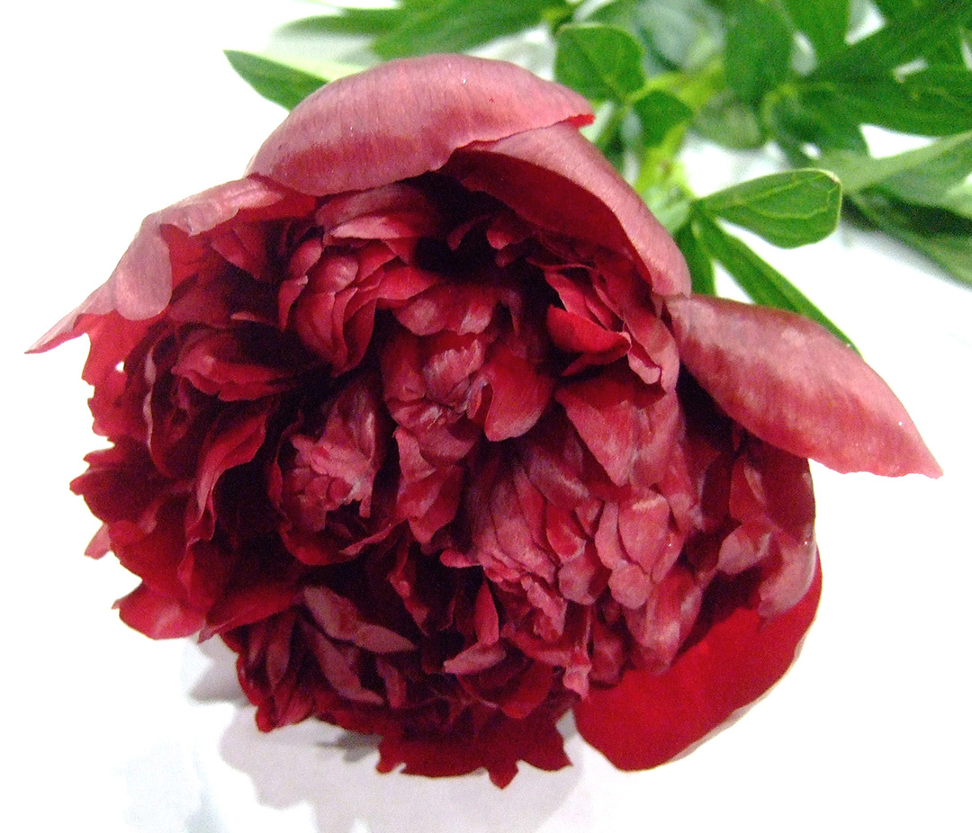 シャクヤク レッドグレース 特70 (赤)