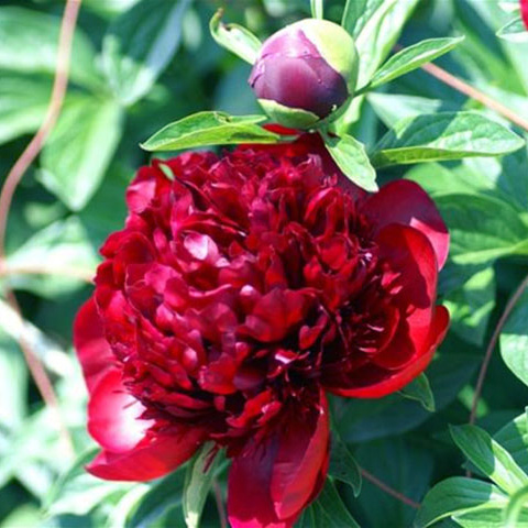 シャクヤク　芍薬 皐月　　　　L 推奨産地【予約メニュー】