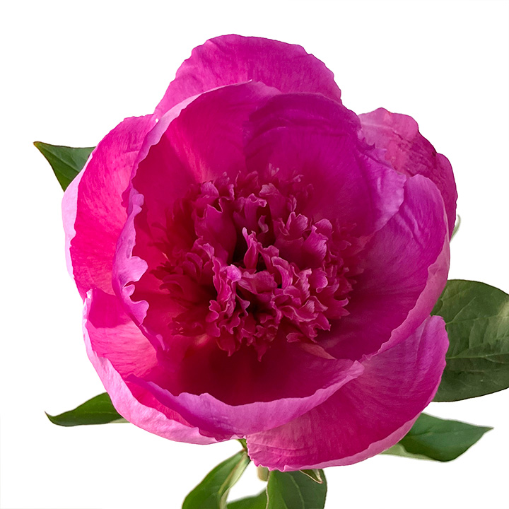 シャクヤク　芍薬 皐月　L 推奨産地【予約メニュー】