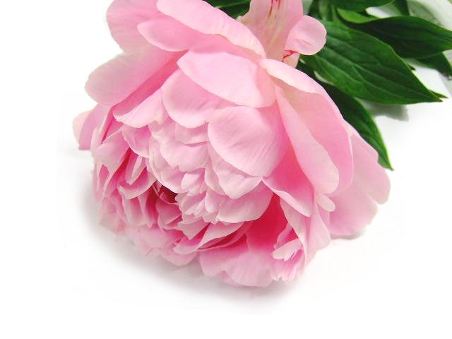 【母の日】サラベルナール　【予約メニュー】