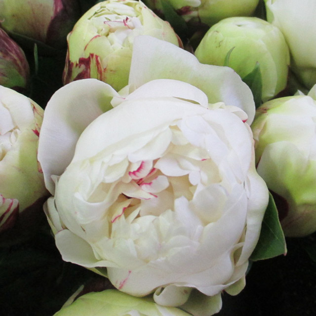 シャクヤク アラタマ 秀70 (白)