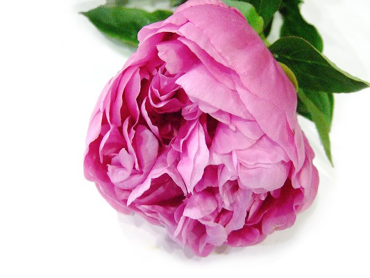 シャクヤク ハルノヨソオイ 4/22まで　1　　1級70C (ピンク)