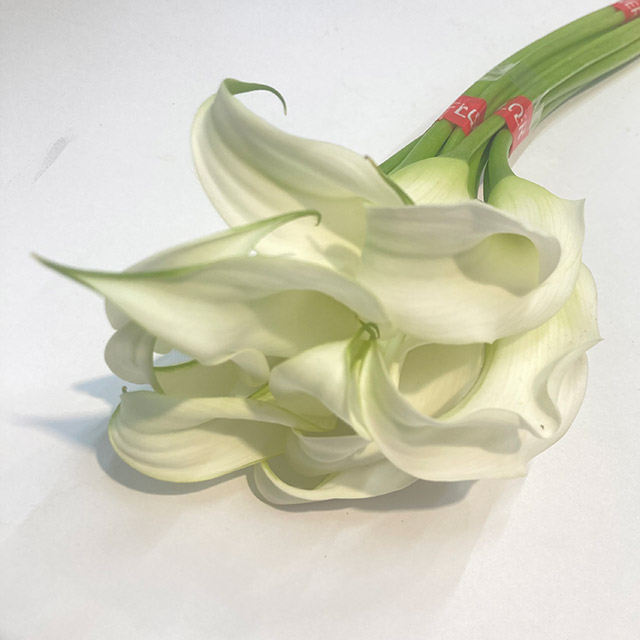 カラー クリスタルブラッシュ　L 推奨産地【予約メニュー】