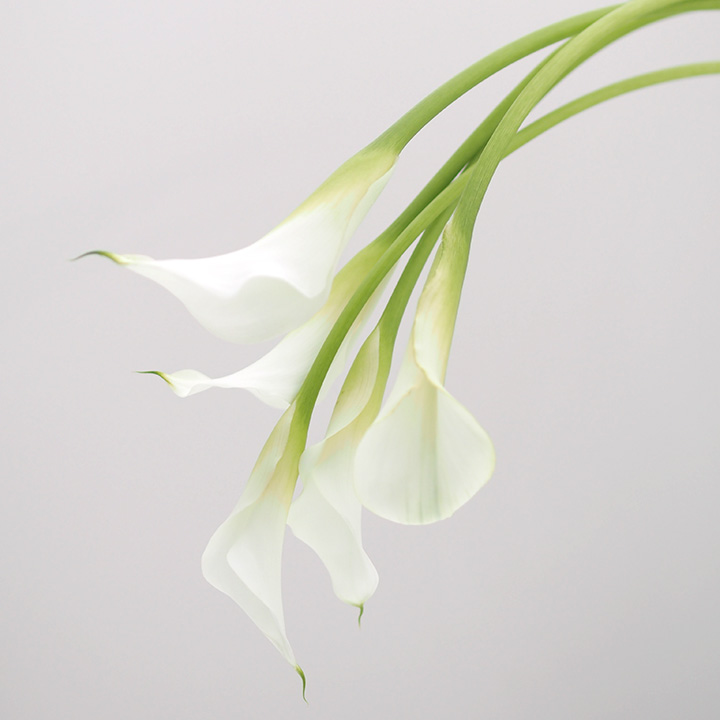 カラー クリスタルブラッシュ　L 推奨産地【予約メニュー】