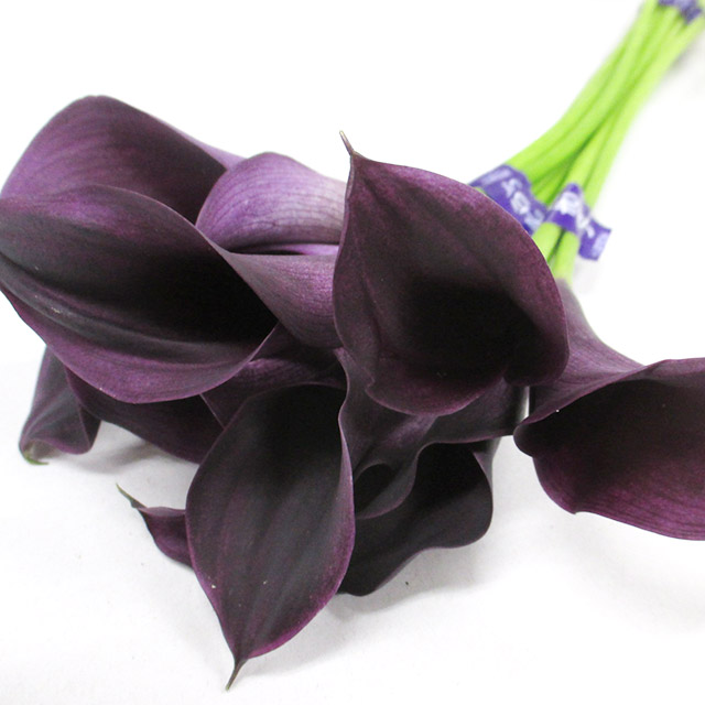 カラー オデッサ 50ｃｍ (赤)