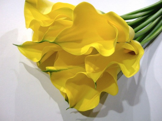 カラー キャプテンモレリー 60-50CM (黄色)