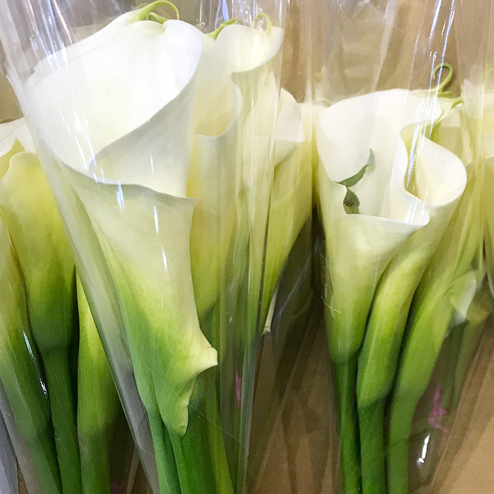 カラー アクアホワイト 70-50CM (白)