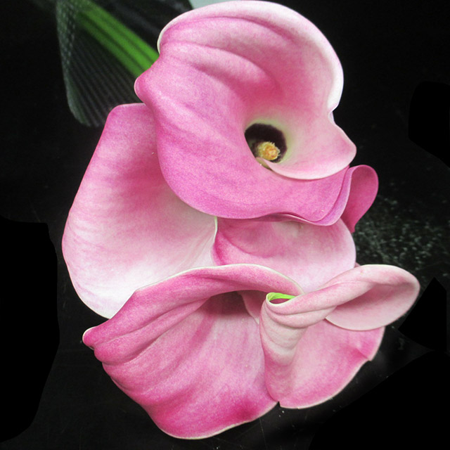 カラー ファンタジア 50CM (濃ピンク)