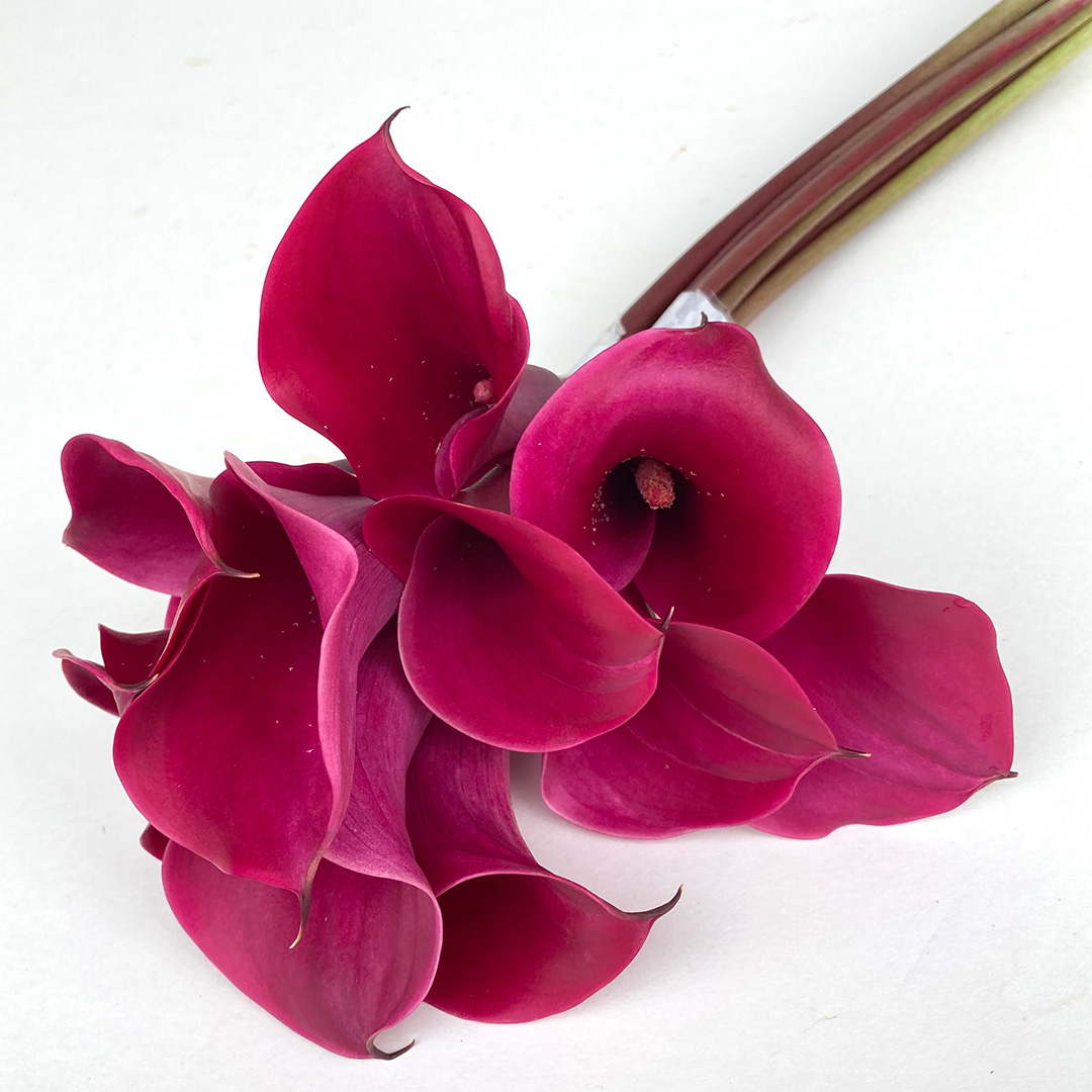 カラー トーキョー 40ｃｍ (紫紅色・紅色)