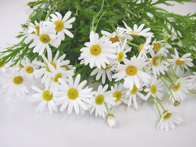 マーガレット マーガレット　　ホワイト　L 推奨産地【予約メニュー】