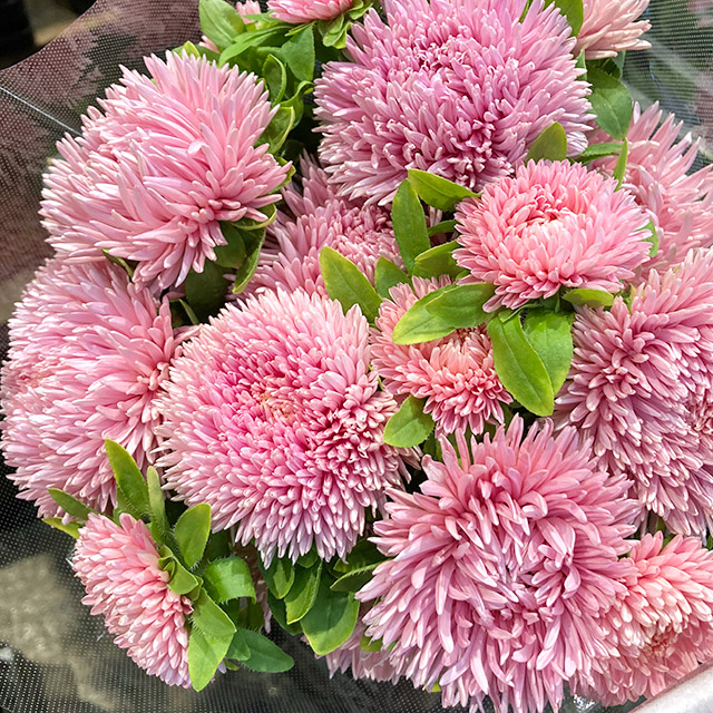 アスター ボブサーモン L (サーモンピンク)｜東京店｜ハナノヒmarket
