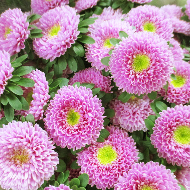 アスター マカロンピンク 秀80 (ピンク)