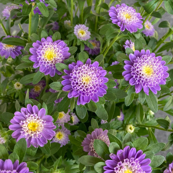 アスター ココットスカイ 特70 (淡紫)