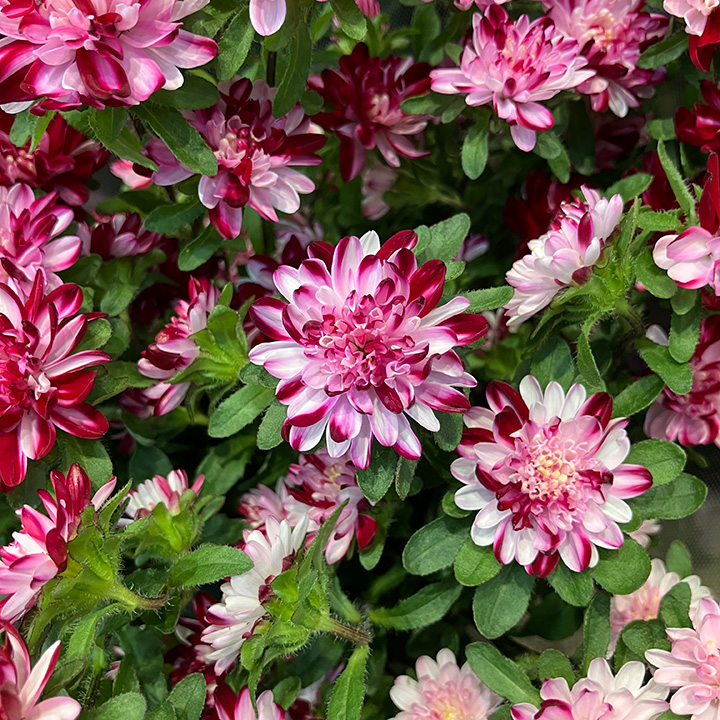 アスター ココットマーブルレッド 秀70 (その他)