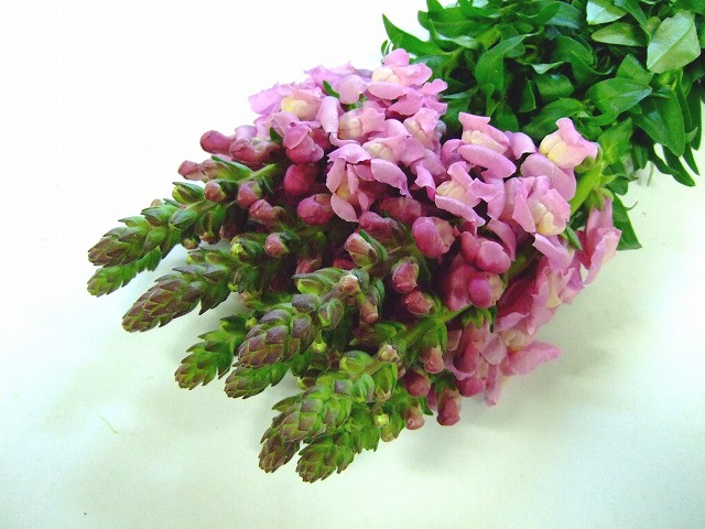 スナップ メリ－ランドラベンダ－ 秀80 (淡紫)