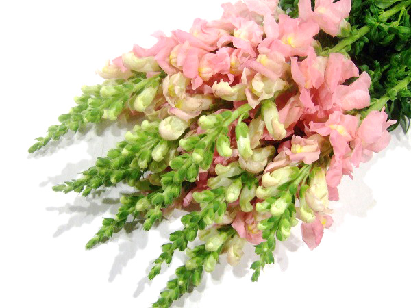 スナップ レジェピンク 秀2L (ピンク)