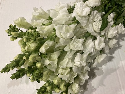 スナップ レジェスノー 秀70CM (白)